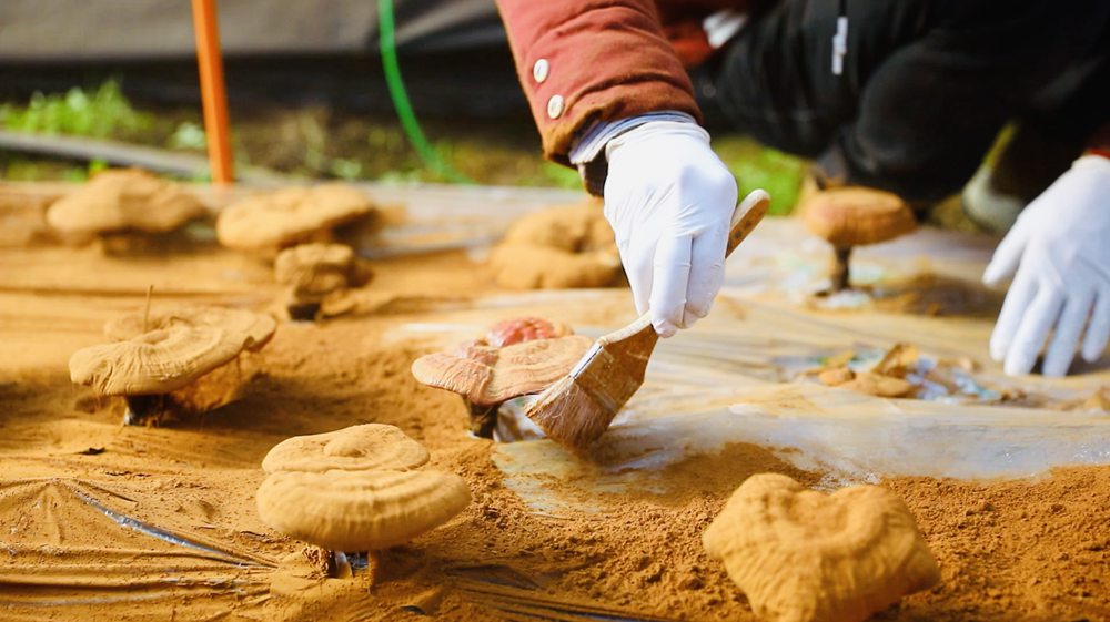 采收靈芝孢子粉。