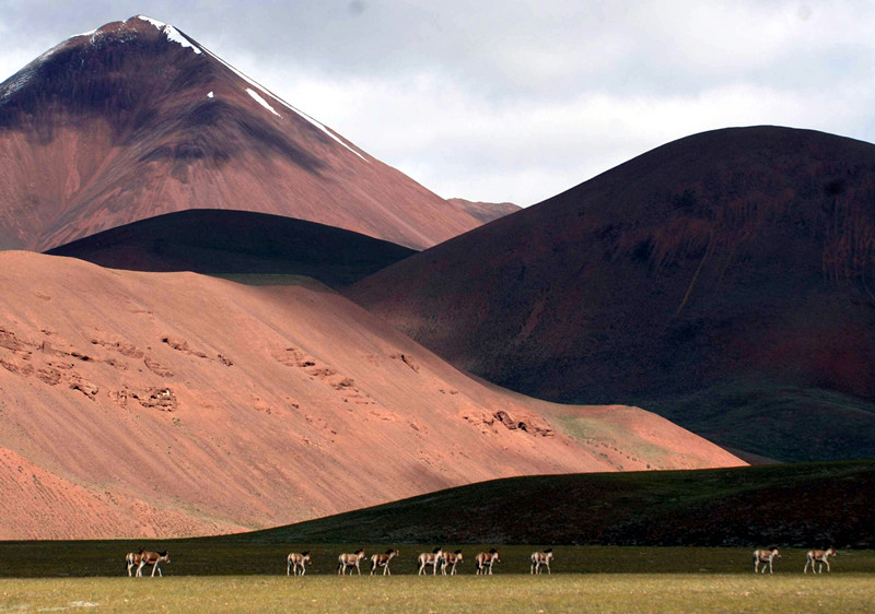 這是棲息在羌塘國家級(jí)自然保護(hù)區(qū)的國家一級(jí)保護(hù)動(dòng)物藏野驢，在悠閑地排隊(duì)行走（唐召明2014年攝）_副本.jpg
