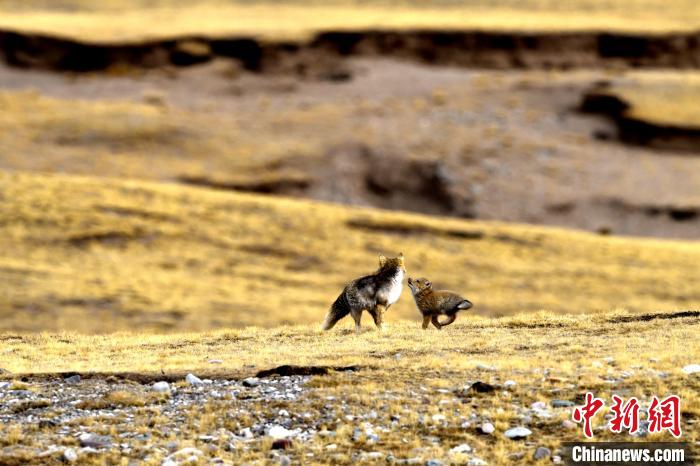 來(lái)自媽媽的愛(ài)！高原藏狐母子嬉戲畫(huà)面暖人心