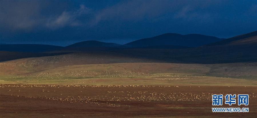 (圖文互動(dòng))(1)可可西里加強(qiáng)保護(hù) 十多年未聞盜獵槍聲