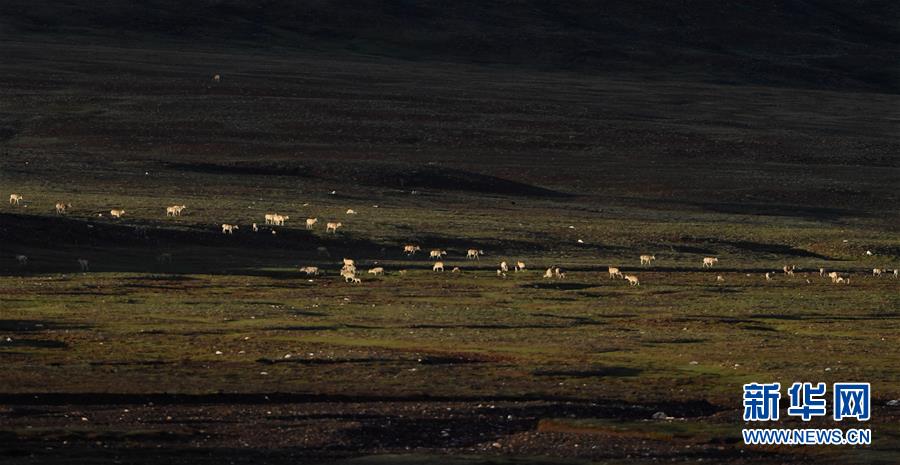 (圖文互動(dòng))(2)可可西里加強(qiáng)保護(hù) 十多年未聞盜獵槍聲