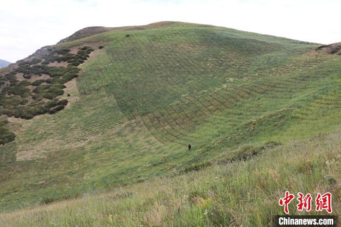 四川省阿壩州若爾蓋縣草原沙化治理后。若爾蓋縣林業(yè)和草原局供圖