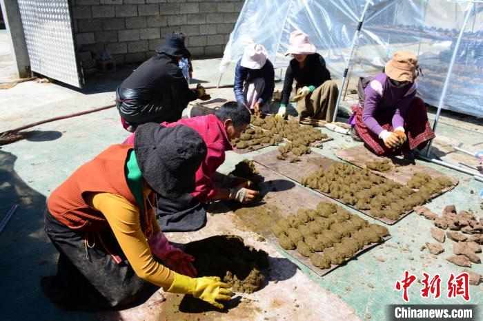 鮮牛糞加工成走俏燃料四川壤塘牧民走出致富新路