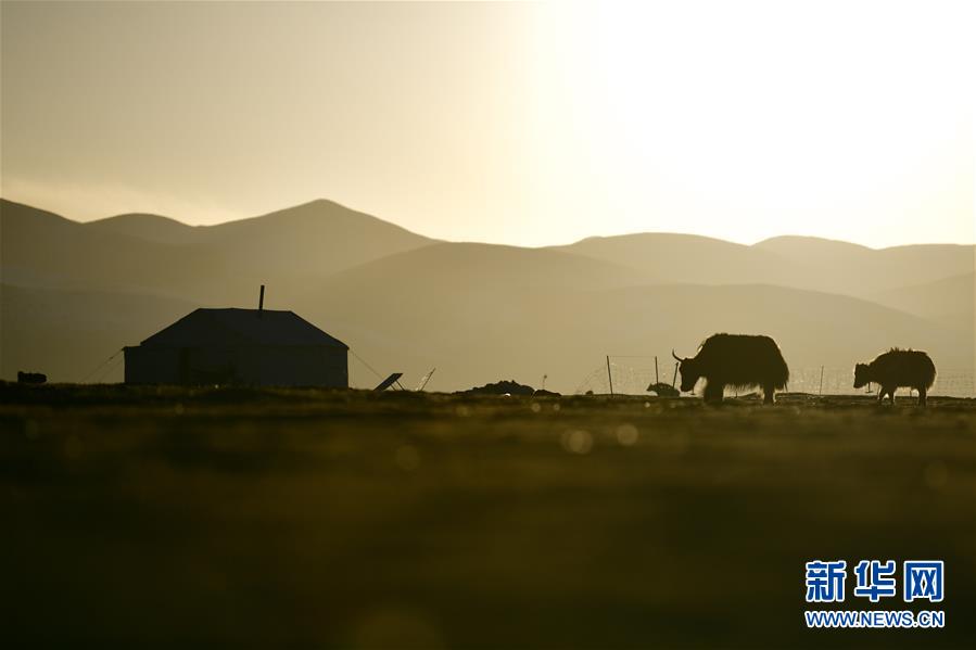 (社會(huì))(5)青海稱多:生態(tài)畜牧業(yè)奏響牧歌