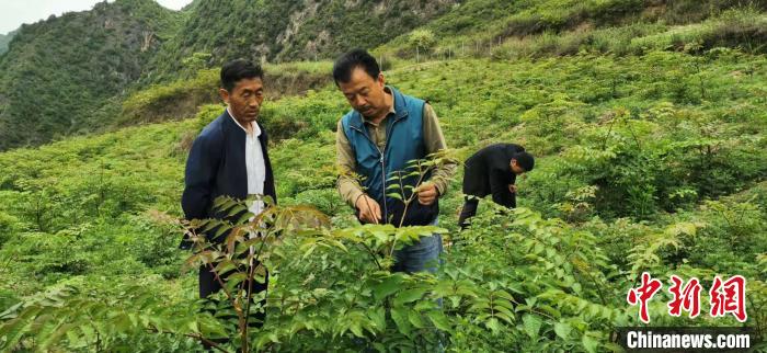 圖為張金利調(diào)研適合阿拉村種植的農(nóng)作物，經(jīng)過(guò)不斷改良技術(shù)后，產(chǎn)量大大提高。(資料圖)甘肅省水利廳供圖