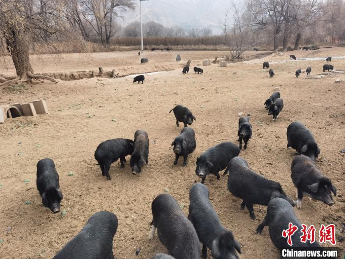 圖為藏香豬?!∑钤鲚?攝