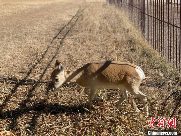 圖為普氏原羚?！±罱瓕?攝