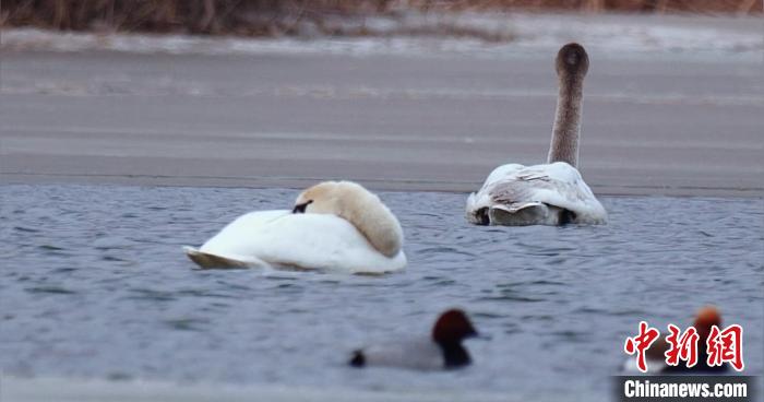 圖為疣鼻天鵝水面休憩。　青海國家公園觀鳥協(xié)會供圖 攝