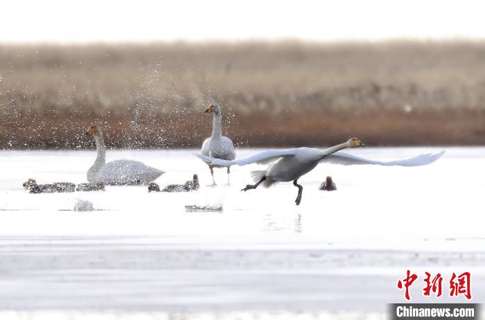四川省阿壩州若爾蓋縣麥溪鄉(xiāng)的大天鵝?！“苍?攝
