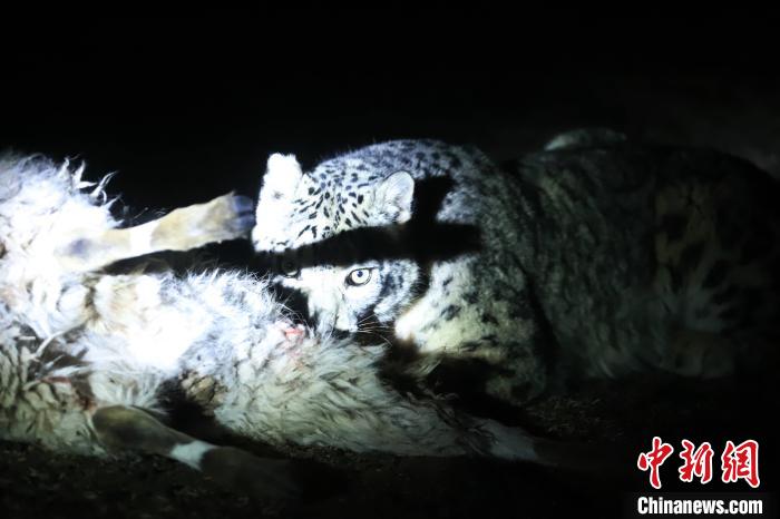 長江源、瀾滄江源啟動旗艦物種雪豹及棲息地保護項目