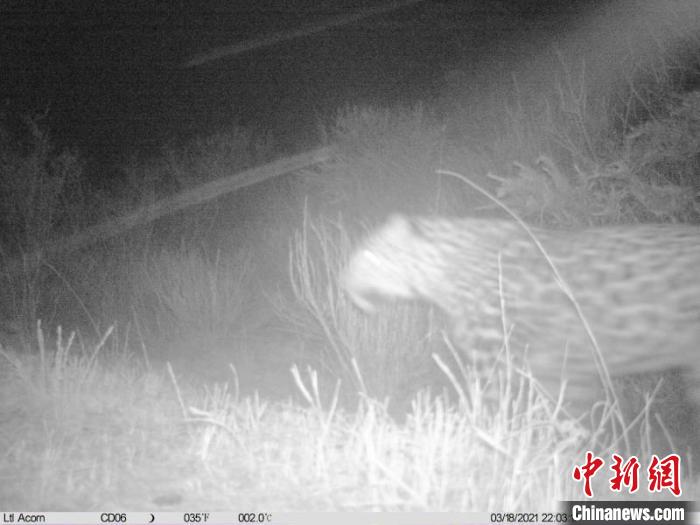 青海稱多再次拍到野生金錢(qián)豹