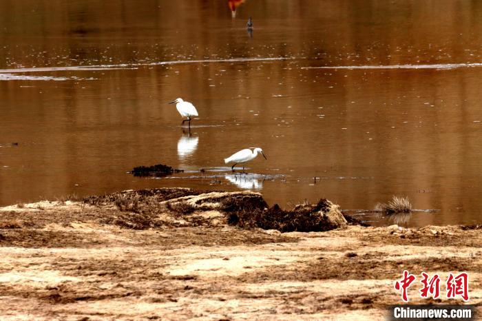 青海貴南茫曲國(guó)家濕地公園首現(xiàn)蒼鷺和白鷺