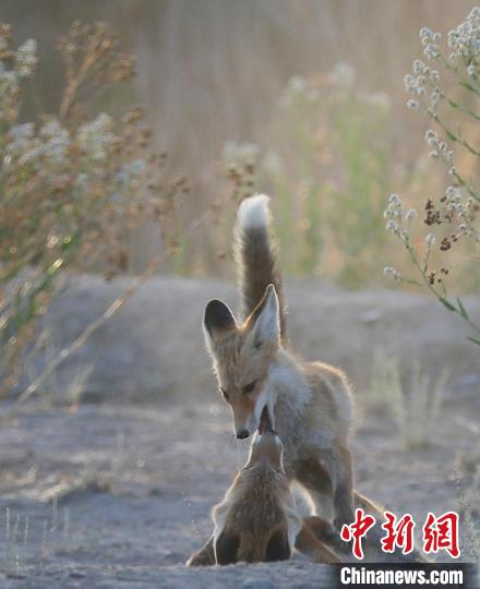 野生赤狐一家五口在青海格爾木市市區(qū)安家