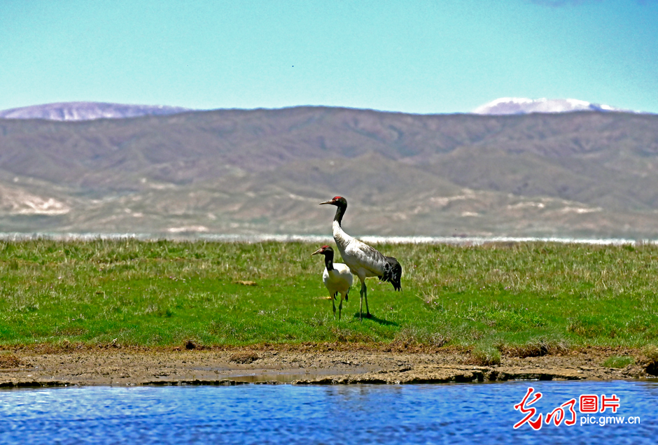 三江源國家公園正式設(shè)立，這是青海生態(tài)文明建設(shè)的新答卷