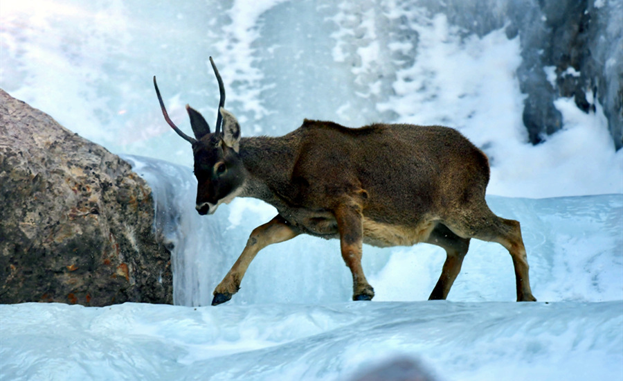 活躍在青海省海西州柏樹山的白唇鹿。巴圖那生攝