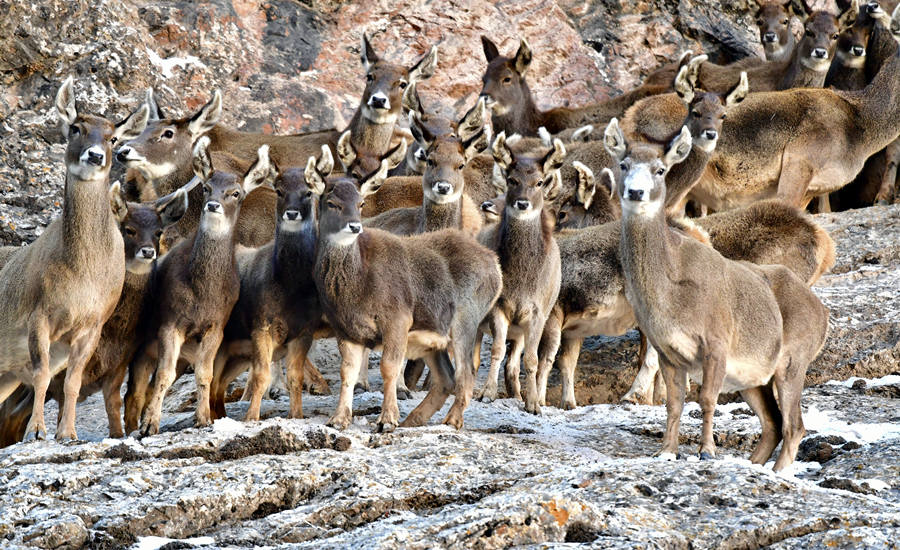 活躍在青海省海西州柏樹山的白唇鹿。巴圖那生攝