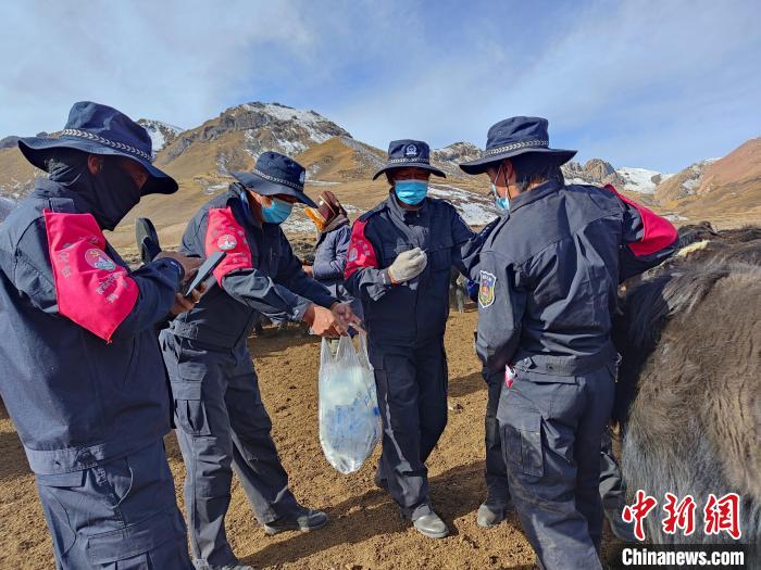 圖為義警隊(duì)員協(xié)助工作人員為牦牛接種疫苗?！∏嗪９逯莠斍呖h公安局下大武派出所供圖