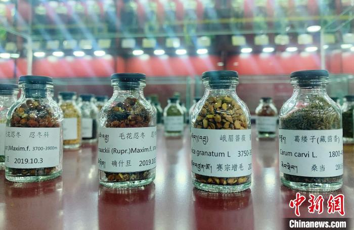 圖為海拔3500米以上珍貴草藥種子?！●R銘言 攝