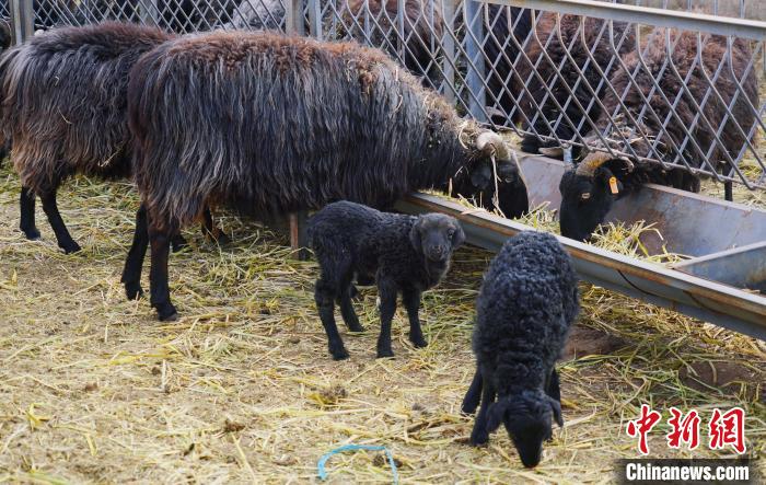 圖為黑藏羊及小羊羔正在吃草?！●R銘言 攝