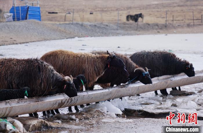 圖為黑藏羊正在喝水。　馬銘言 攝