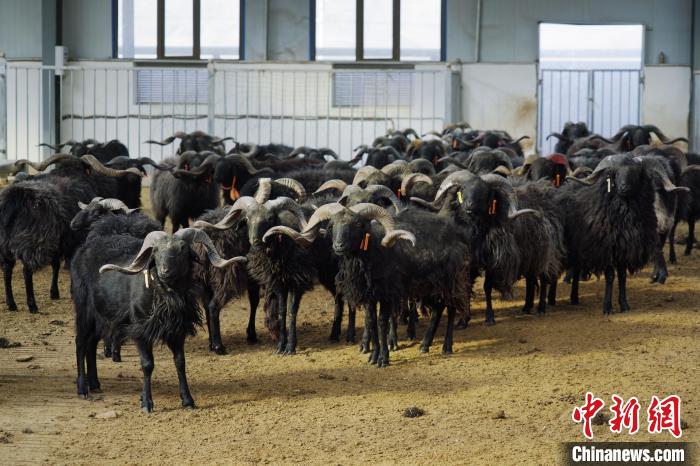 圖為黑藏羊?！●R銘言 攝