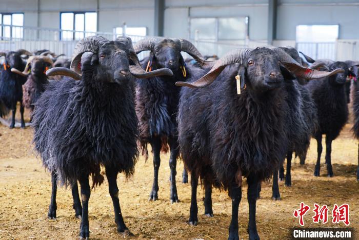 圖為黑藏羊?！●R銘言 攝