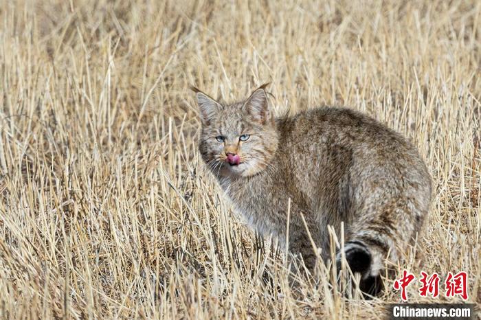 圖為拍攝到的荒漠貓。　孫春生 攝