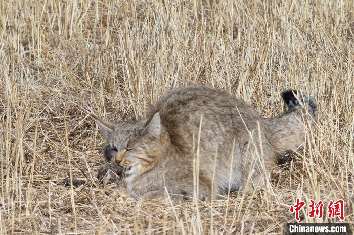 圖為拍攝到的荒漠貓。　許明遠(yuǎn) 攝