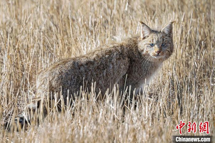 圖為拍攝到的荒漠貓?！≡S明遠(yuǎn) 攝