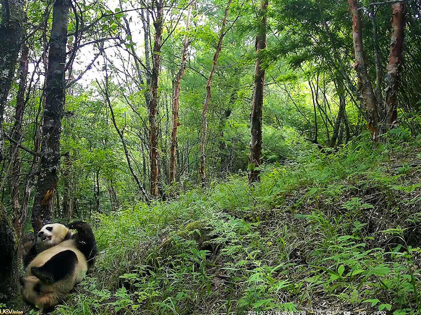 紅外相機拍攝到的野生大熊貓。平武縣融媒體中心供圖