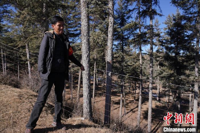 圖為桑杰加檢查林場防護網(wǎng)?！●R銘言 攝