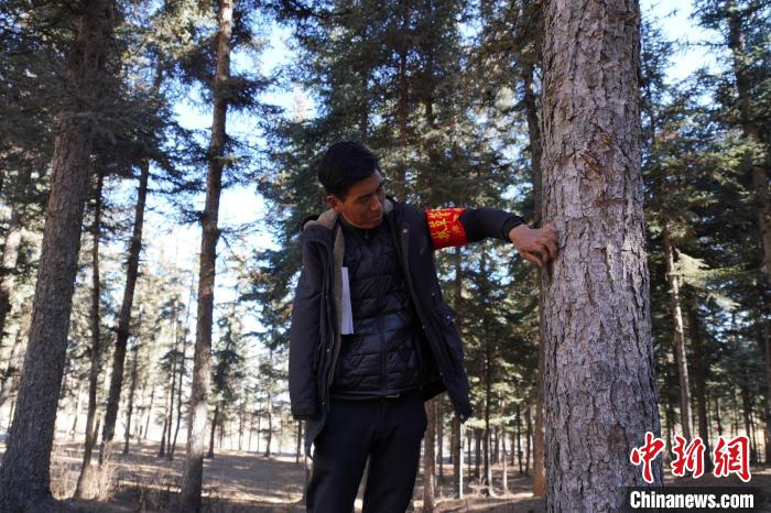 圖為桑杰加檢查林場樹木是否有病蟲害?！●R銘言 攝