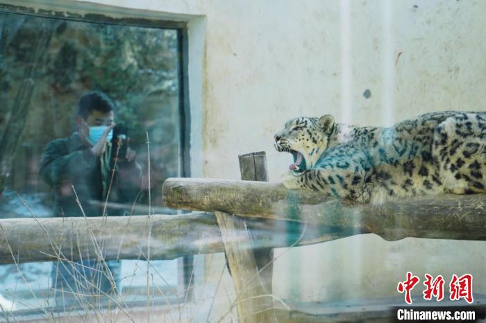 圖為雪豹“奶爸”史壽軍正在直播?！●R銘言 攝