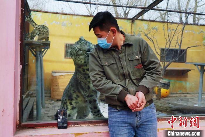圖為雪豹“奶爸”史壽軍直播休息時(shí)與雪豹互動?！●R銘言 攝