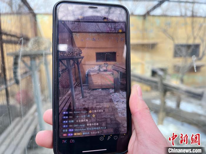 圖為雪豹“奶爸”史壽軍正在直播?！●R銘言 攝