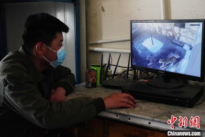 圖為雪豹“奶爸”史壽軍通過監(jiān)控察看雪豹情況?！●R銘言 攝