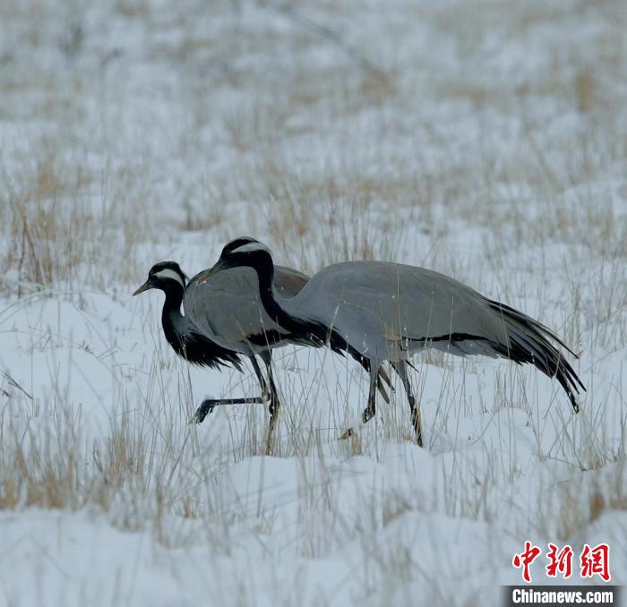 在若爾蓋濕地的蓑羽鶴。　尚東機(jī) 攝