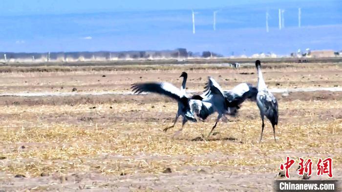 圖為黑頸鶴追逐嬉戲?！￡惷髡?攝