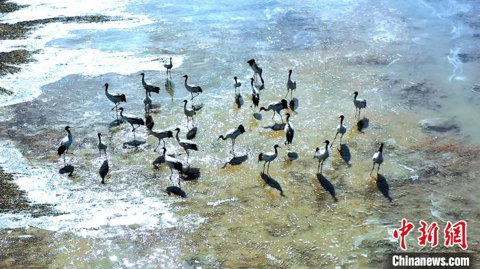 圖為黑頸鶴群駐足休憩?！￡惷髡?攝