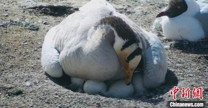 圖為斑頭雁孵蛋?！【G色江河 供圖