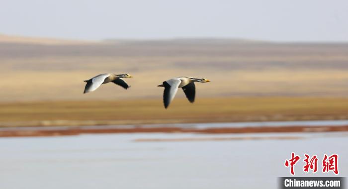圖為飛翔的斑頭雁?！【G色江河 供圖