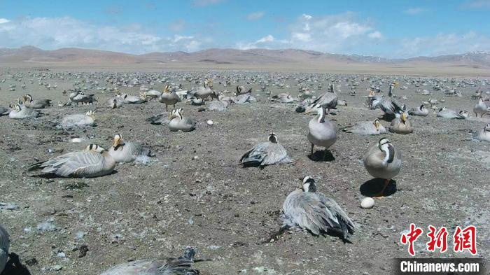 圖為斑頭雁在空地上孵蛋。　綠色江河 供圖