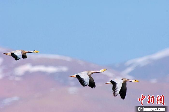 圖為斑頭雁在空中飛行。　綠色江河 供圖