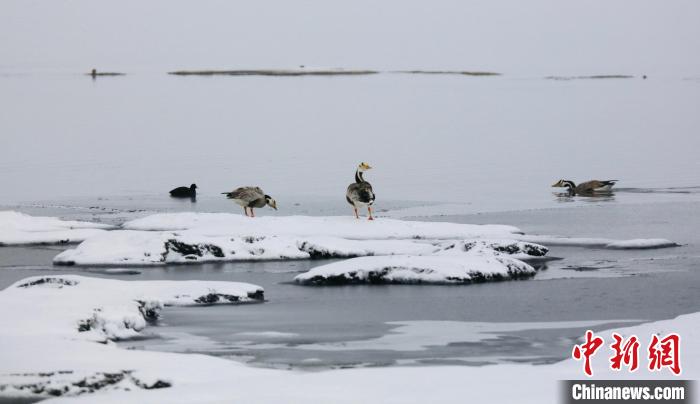 圖為斑頭雁在班德湖邊嬉戲?！【G色江河 供圖