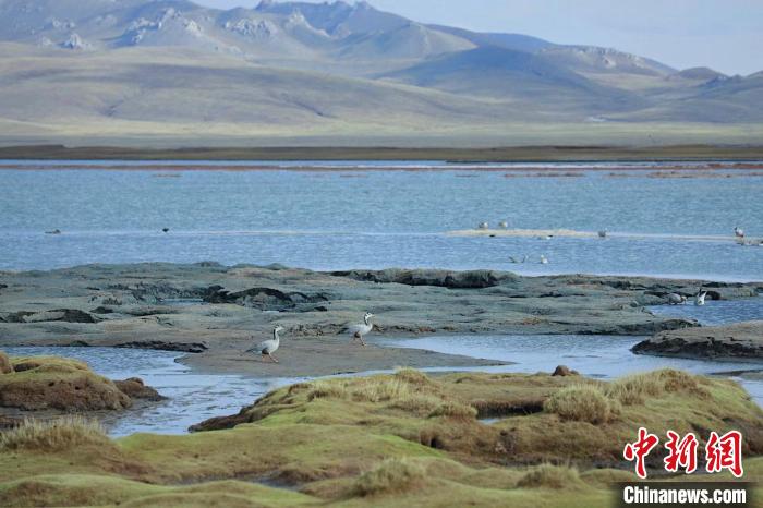 圖為斑頭雁在班德湖中覓食?！【G色江河 供圖