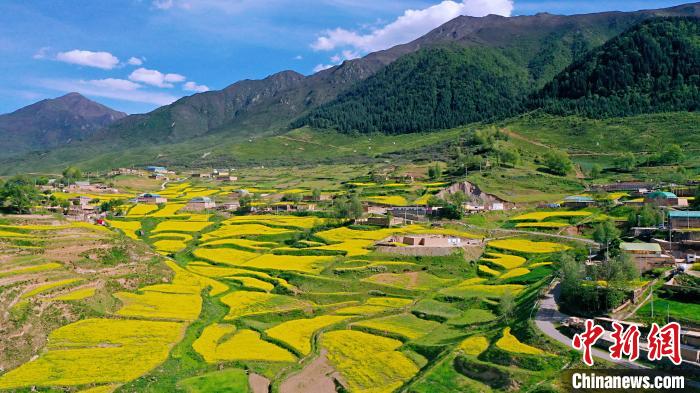 圖為加吾鄉(xiāng)的油菜花?！￡P(guān)卻才讓 攝