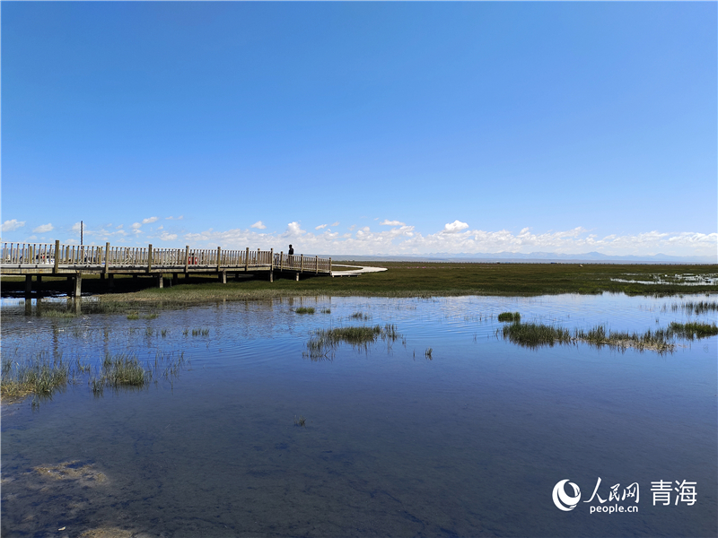 青海湖仙女灣。人民網(wǎng) 張莉萍攝