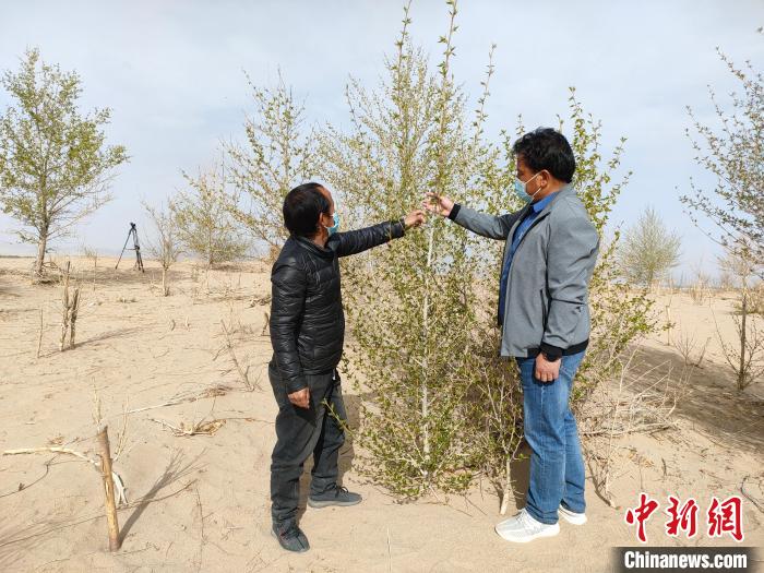 柴達木盆地的護林員：守護，只為那一片綠