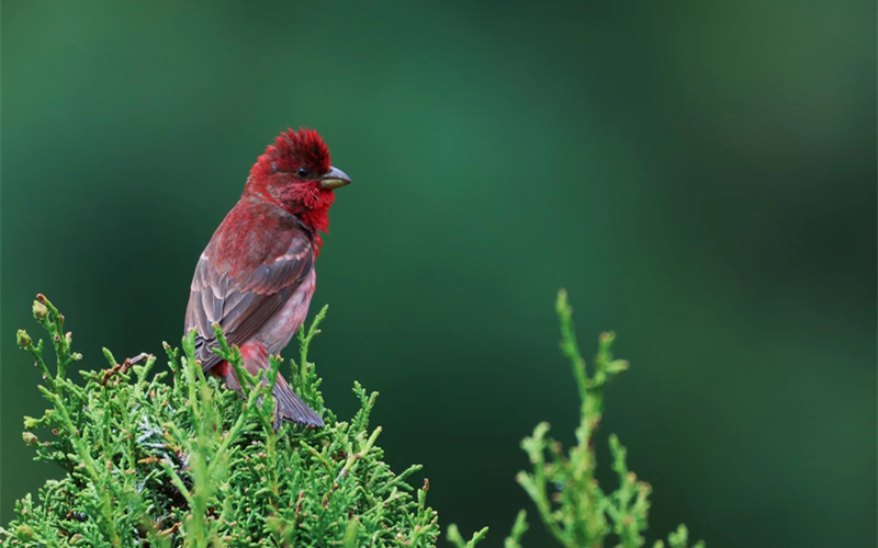 普通朱雀。江文江措攝