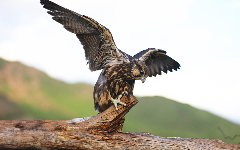 獵隼。江文江措攝
